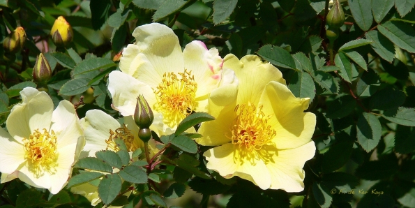 Bois des Moutiers (267) Mai 2012